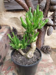 Crassula Ovata Gollum Shrek Nadir Çeşit Sukulent(5.5 Luk Saksıda)