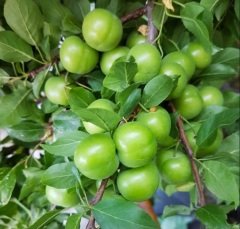 Yeşil Can Erik Turfanda Taze (100 gram)