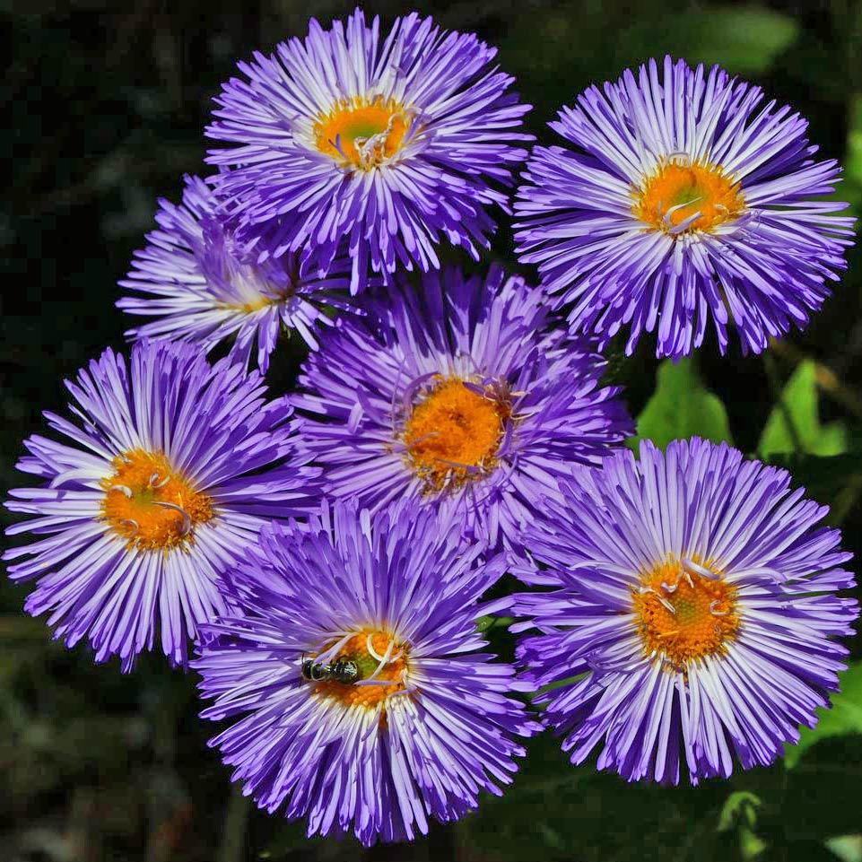 Clear Blue Erigeron Çiçeği Tohumu (50 tohum)