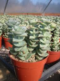 Crassula Perforata Nadir Çeşit Sukulent (5.5 Luk Saksıda)