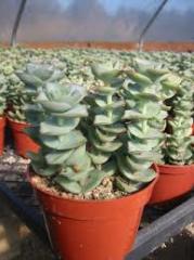 Crassula Perforata Nadir Çeşit Sukulent (5.5 Luk Saksıda)