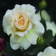 Tüplü Hybrid Tea Barbara Yediveren Alman Gülü Fidanı