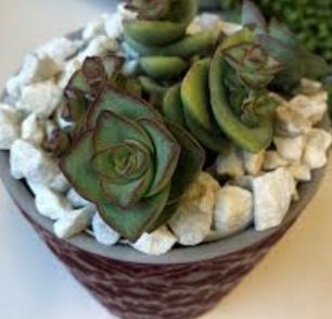Crassula Perforata Variegata Nadir Çeşit Sukulent