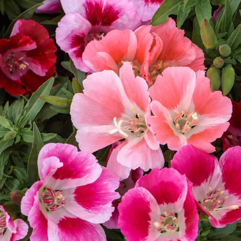Tricolor Sweety Godetia-Godetya (Ankara-Yer Açelyası) Çiçeği Tohumu (50 tohum)