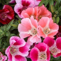 Tricolor Sweety Godetia-Godetya (Ankara-Yer Açelyası) Çiçeği Tohumu (50 tohum)