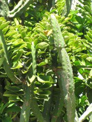 Dikensiz Euphorbia Neriifolia Kaktüs (5.5 Luk Saksıda)