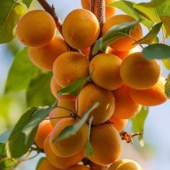 Yeni Hasat Turfanda Taze Kayısı (500 gram)