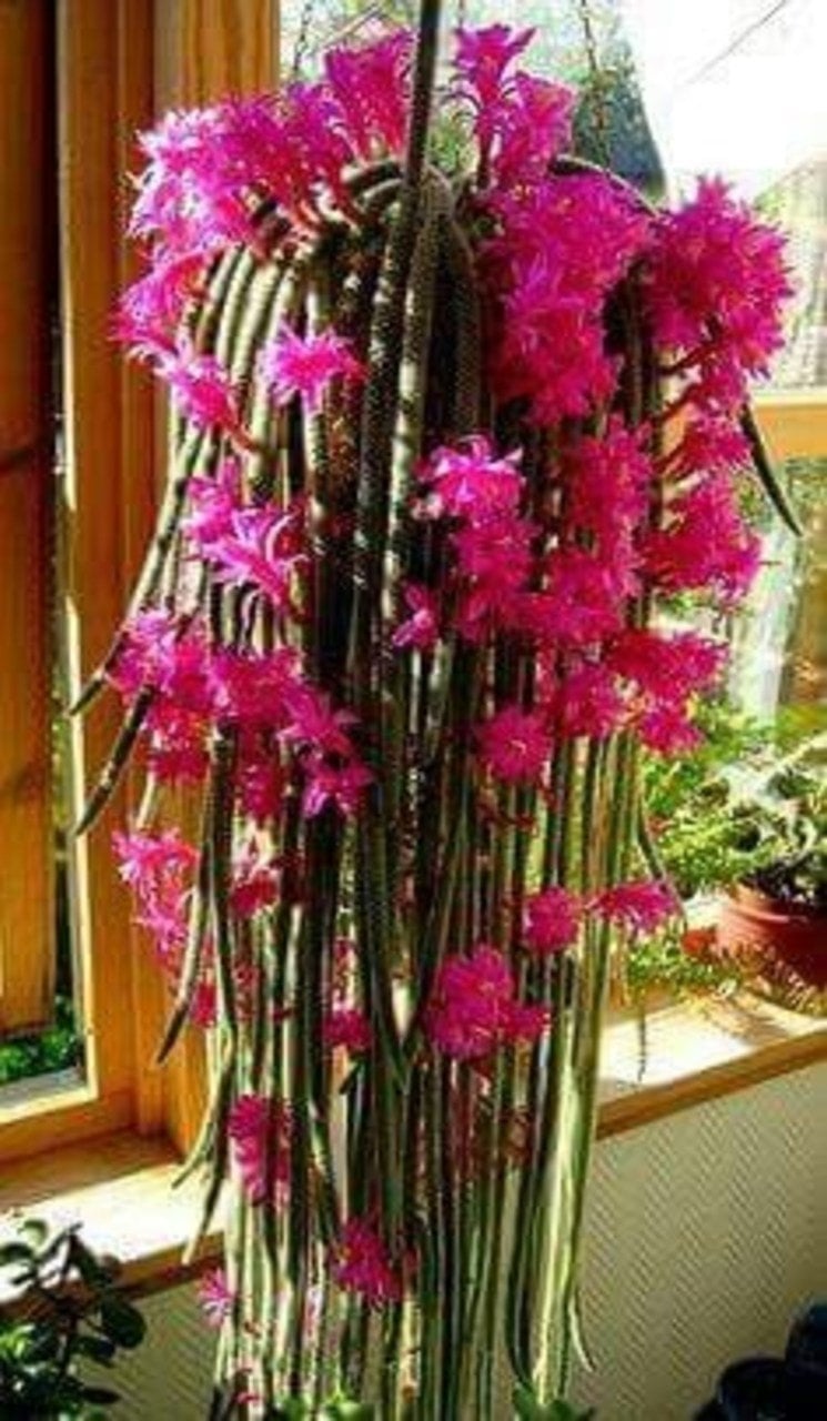 Epiphyllum Ackermannii Atlas Çiçeği Mini Sukulent (5. Luk Saksıda)
