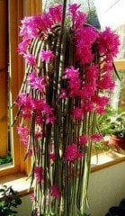 Epiphyllum Ackermannii Atlas Çiçeği Mini Sukulent (5. Luk Saksıda)