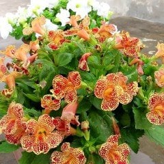 Mimulus Monkey Çiçeği Tohumu (100 tohum)