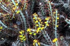 Euphorbia Aeruginosa Schiweck Dikenli Kaktüs (5. Luk Saksıda)
