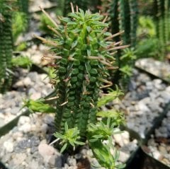 Euphorbia Mammillaris  Nadir Çeşit Kaktüs (5.5 Luk Saksıda)