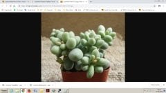 Euphorbia Mammillaris Variegata Kaktüs Batmayan Dikenler(5.5 Luk Saksıda)
