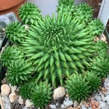Euphorbia Suzaanne Kaktüs(Cactus) (5.5 luk Saksıda)