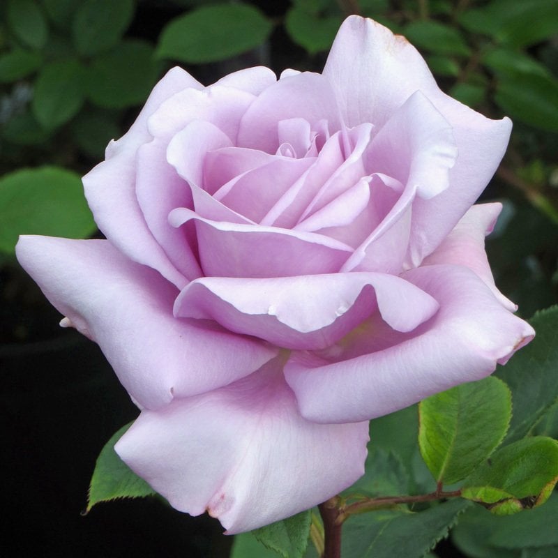 Tüplü Yediveren Özel Kokulu Violet Eflatun Gül Fidanı