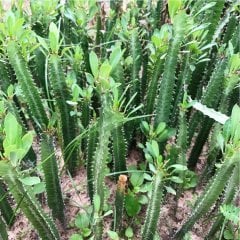 Euphorbia Trigona Green Yeşil Süt Kaktüs (5.5 luk Saksıda)
