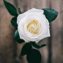 Tüplü Yediveren Beyaz Renk Vivaldi Nostalji Gül Fidanı