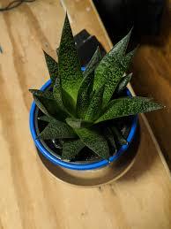 Gasteraloe Flow Howarthia Nadir Çeşit Sukulent (5.5 Luk Saksıda)
