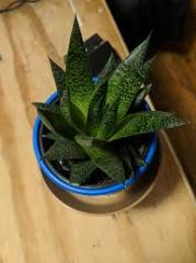 Gasteraloe Flow Howarthia Nadir Çeşit Sukulent (5.5 Luk Saksıda)