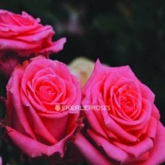 Tüplü Hybrid Tea Pamela Kokulu Yediveren Alman Gülü Fidanı