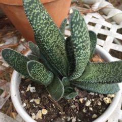 Gasteria Pillansi Nadir Çeşit Sukulent (5.5 Luk Saksıda)