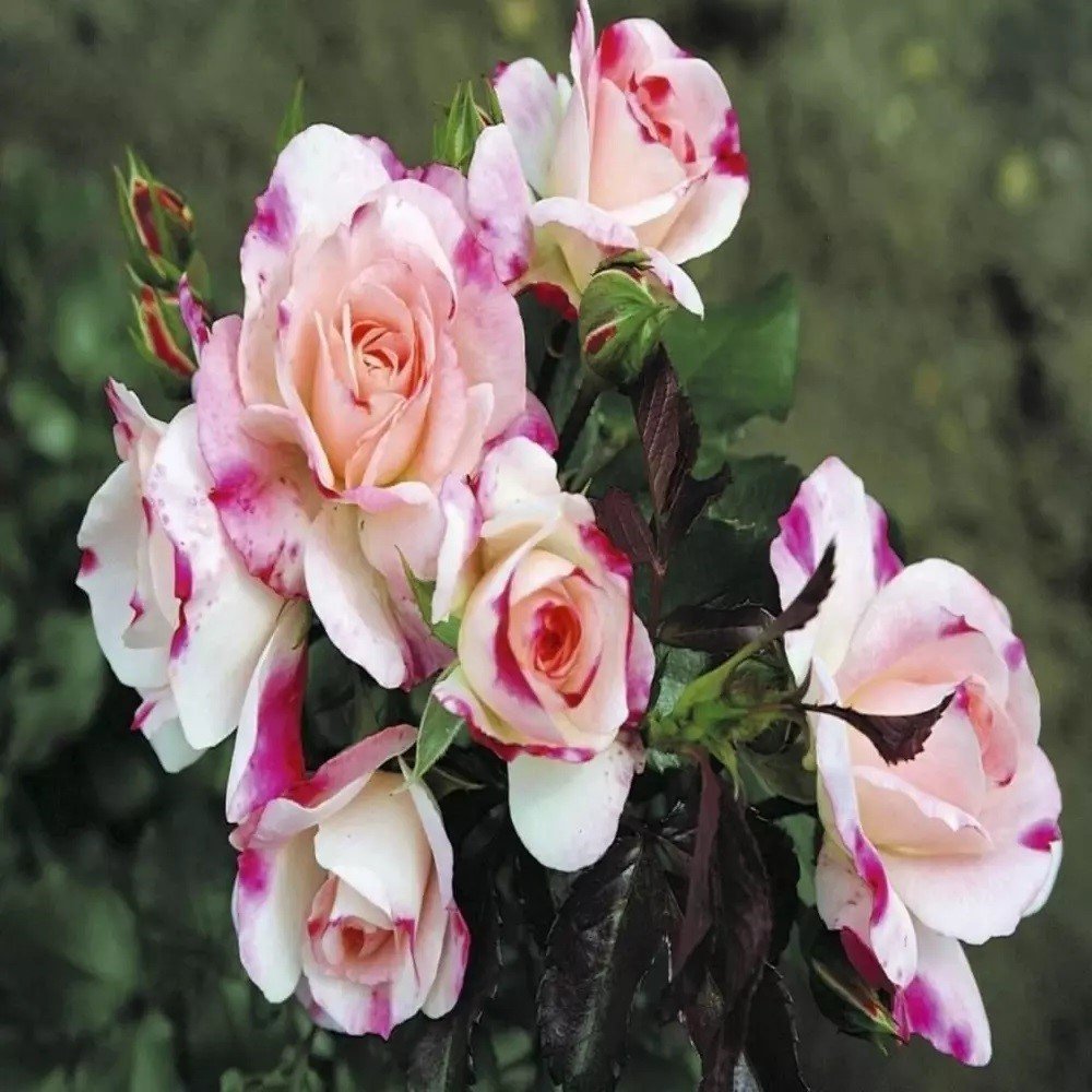 Tüplü Yediveren Aşılı Zeliha Pembe Beyaz Gül Fidanı