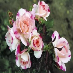 Tüplü Yediveren Aşılı Zeliha Pembe Beyaz Gül Fidanı