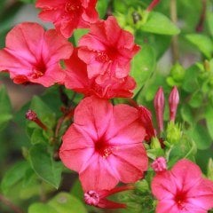 Rose Love Akşam Sefası Çiçeği Tohumu(20 tohum)