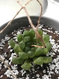 Haworthia Cooperi Sukulent Nadir Çeşit (5.5 Luk Saksıda)