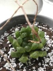 Haworthia Cooperi Sukulent Nadir Çeşit (5.5 Luk Saksıda)
