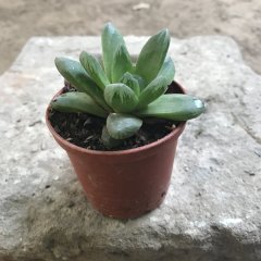 Haworthia Cymbiformis Nadir Çeşit Sukulent(5.5 Luk Saksıda)