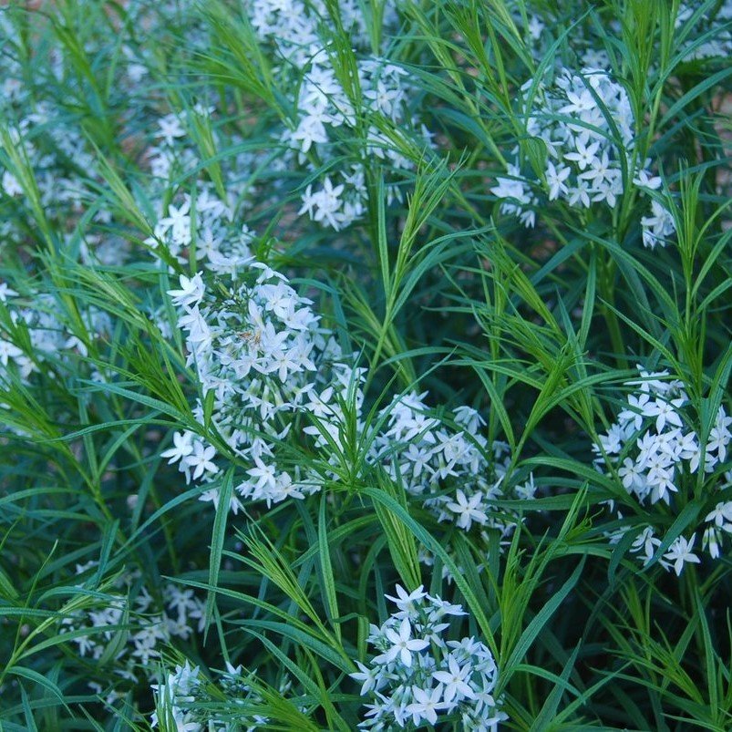 Amsonia Mavi Yıldız Çiçeği Tohumu (10 tohum)