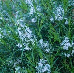 Amsonia Mavi Yıldız Çiçeği Tohumu (10 tohum)