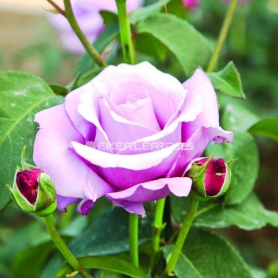 Tüplü Hybrid Tea Violet Çok Yoğun Özel Kokulu Yediveren Alman Gülü Fidanı