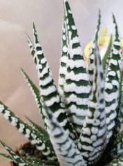 Haworthia Fasciata Alba  Nadir Çeşit Sukulent (5. Luk Saksıda)