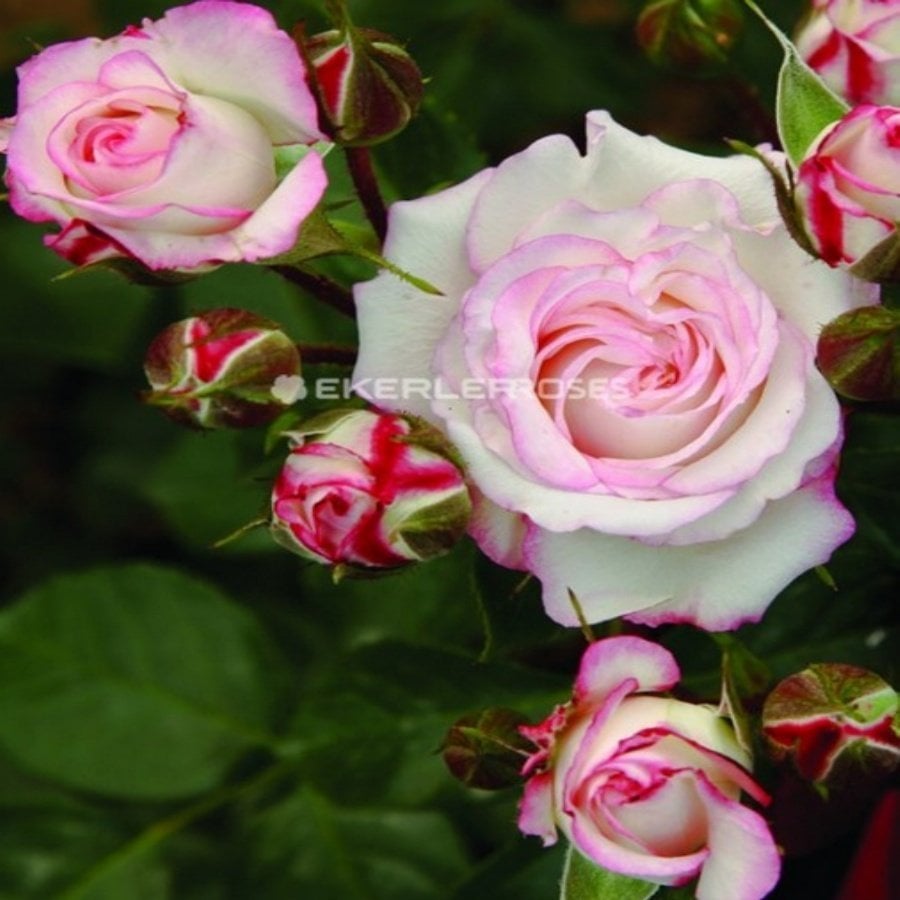 Tüplü Hybrid Tea Zeliha Yediveren Alman Gülü Fidanı