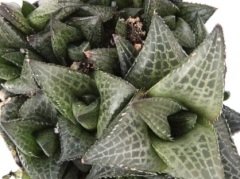 Haworthia Venosa Tessellata Nadir Çeşit Sukulent(5.5 Luk Saksıda)