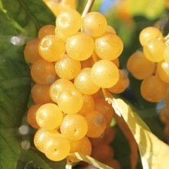 Tüplü Şifalı Sarı Güz Zeytini Japon İğdesi Fidanı