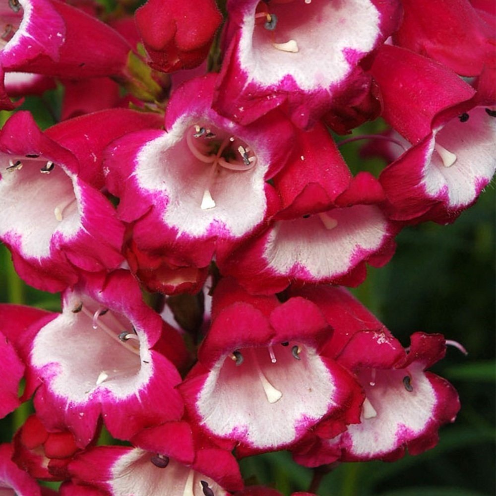 Kırmızı Renkli Penstemon Çiçeği Tohumu (50 tohum)