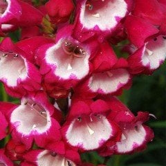 Kırmızı Renkli Penstemon Çiçeği Tohumu (50 tohum)