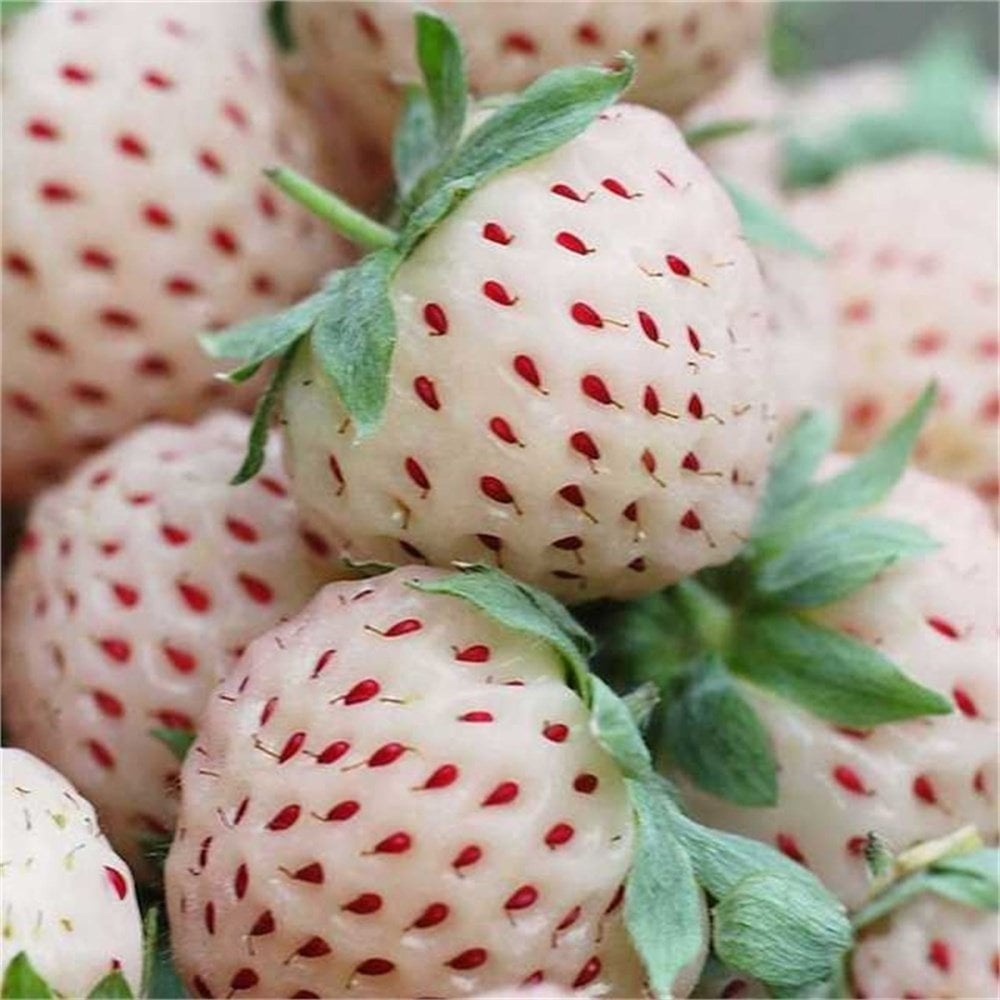 Pineberry Yediveren Beyaz Çilek Fidesi (9 cm'lik Saksıda)