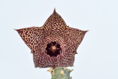 Huernia Boleana Leş Kaktüs (5.5 Luk Saksıda)