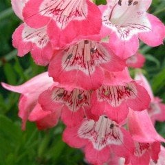 Pembe Renkli Penstemon Çiçeği Tohumu(100 tohum)