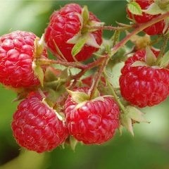 Tüplü Bol Verimli Yediveren Ahududu Fidanı