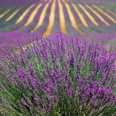 Lavandula Angustifolia Lavanta Çiçeği Tohumu(100 adet)