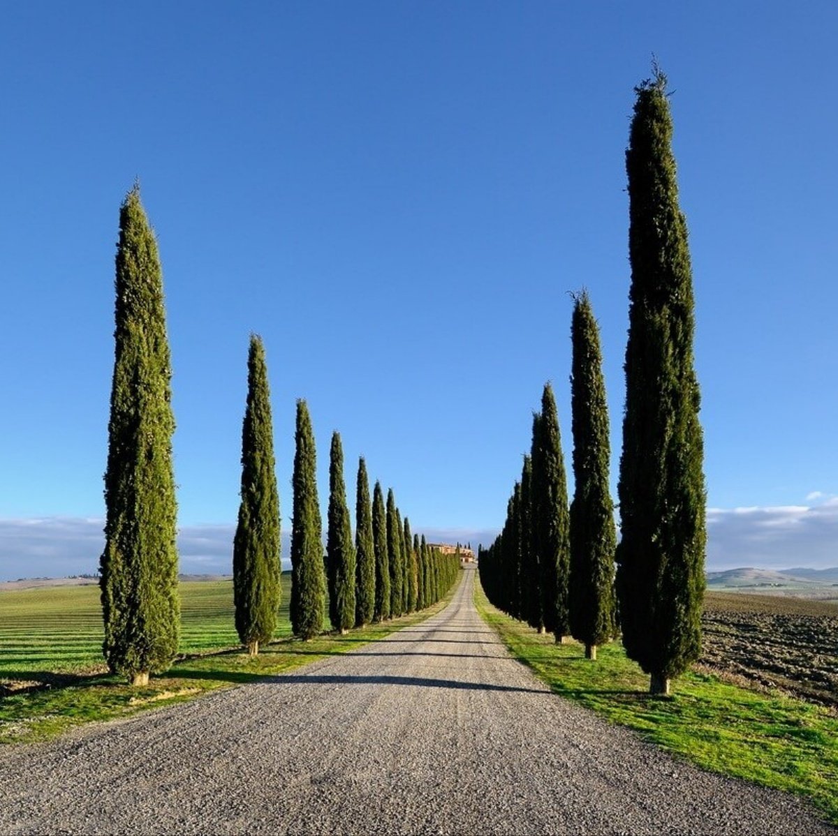 Tüplü Kara Servi (Cupressus sempervirens) Fidanı (20-30 cm)