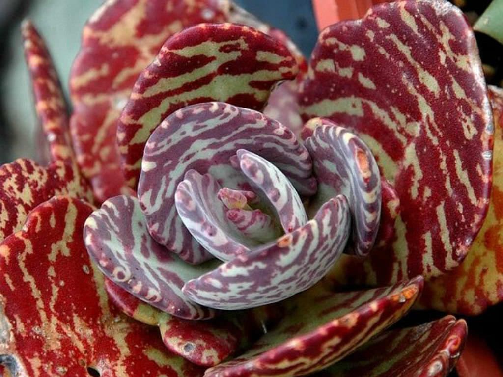 Kalanchoe Humilis Sukulent (5.5 Luk Saksıda)