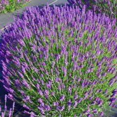 Munstead Strain Bodur İngiliz Lavanta Çiçeği Tohumu (95 tohum)
