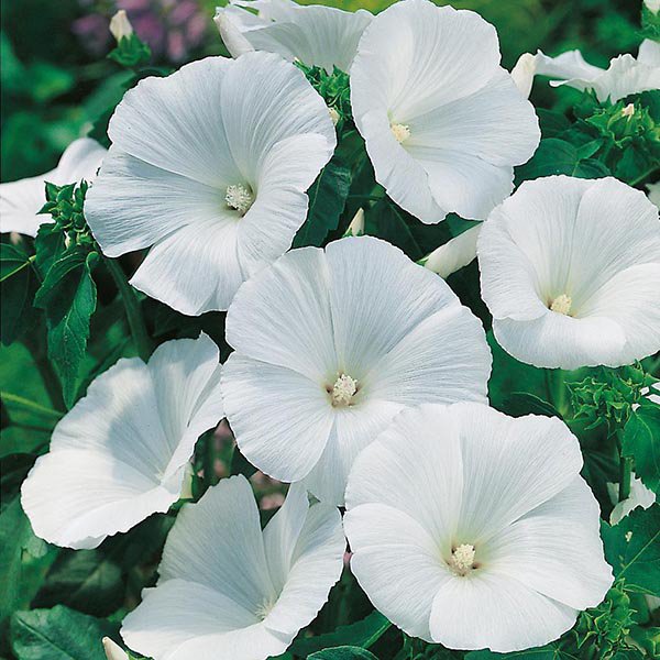 Lavatera Trimestris Regis White Pamuk Çiçeği Tohumu(50 tohum)