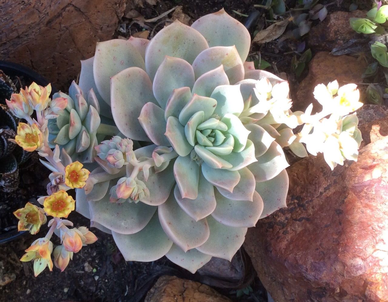 Sarı Çiçekli Graptopetalum Titubans Sukulent (5.5 Luk Saksıda)